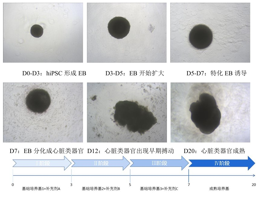 hPSC诱导心脏类器官培养攻略