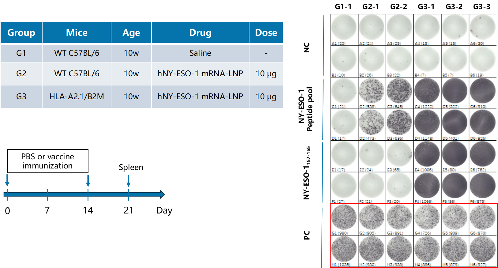做肿瘤疫苗，离不开HLA人源化小鼠
