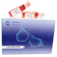 MyC-CaP细胞 | MyCCaP细胞 | MyC-CaP | MyCCaP | 小鼠前列腺癌细胞 | 镜像绮点(Cellverse)