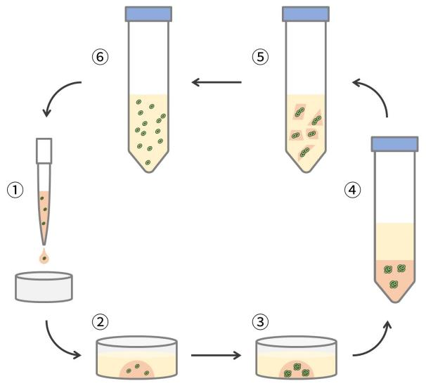 类器官研究完整解决方案，全程护航