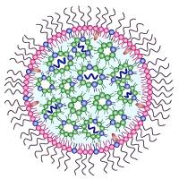 面向肿瘤血管与肿瘤细胞的siRNA精准递送平台：NGR肽与转铁蛋白（Tf）协同修饰脂质体