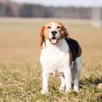 动物实验丨实验犬涎腺炎模型