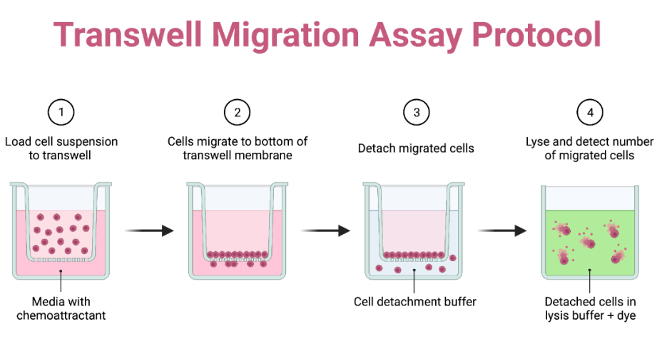 细胞迁移实验数据波动大？参考这10种异常情况和解决方案