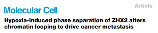 Molecular Cell | 缺氧诱导ZHX2相分离改变染色质环，驱动癌症转移
