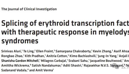 IF=13.6丨JCI：破解贫血之谜！斑马鱼等多模型揭示骨髓增生异常综合征贫血根源