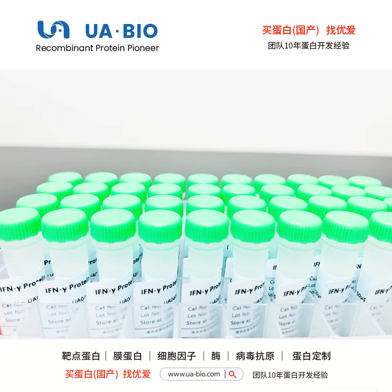 重组人视黄醇结合蛋白4 His