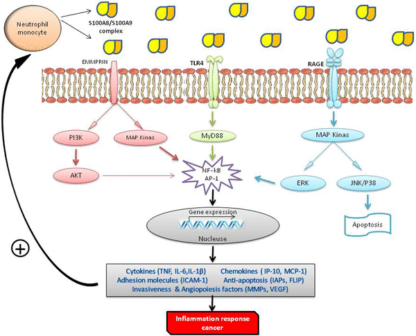 佰乐博生物蛋白抗体——炎症标志物之钙卫蛋白（Calprotectin）
