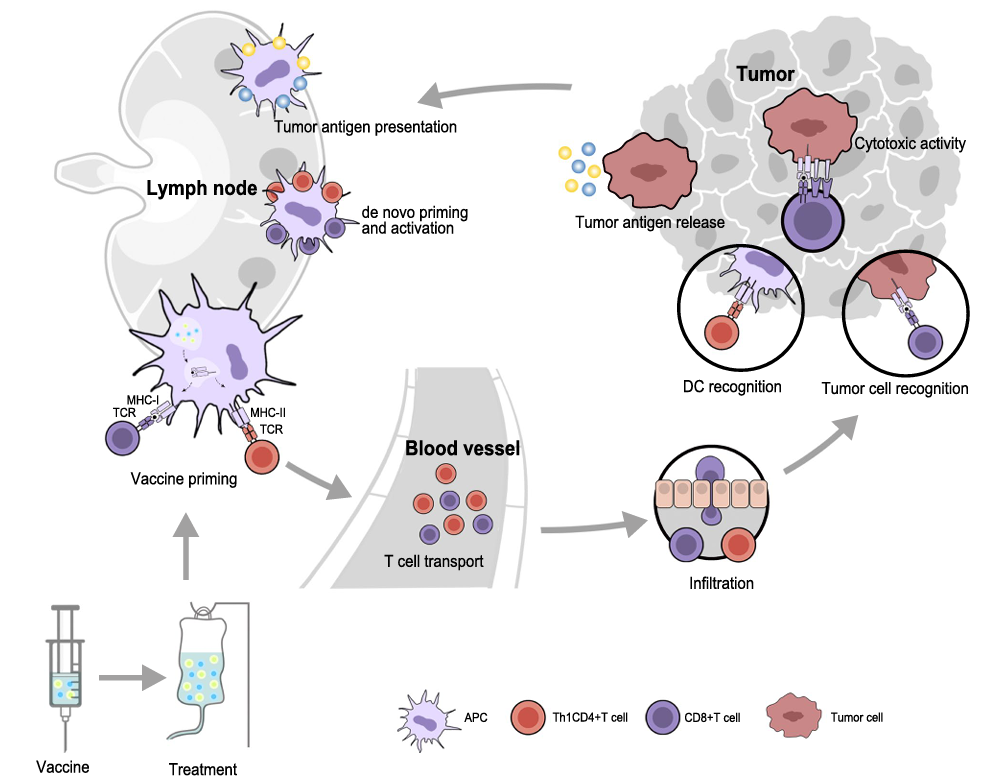 做肿瘤疫苗，离不开HLA人源化小鼠