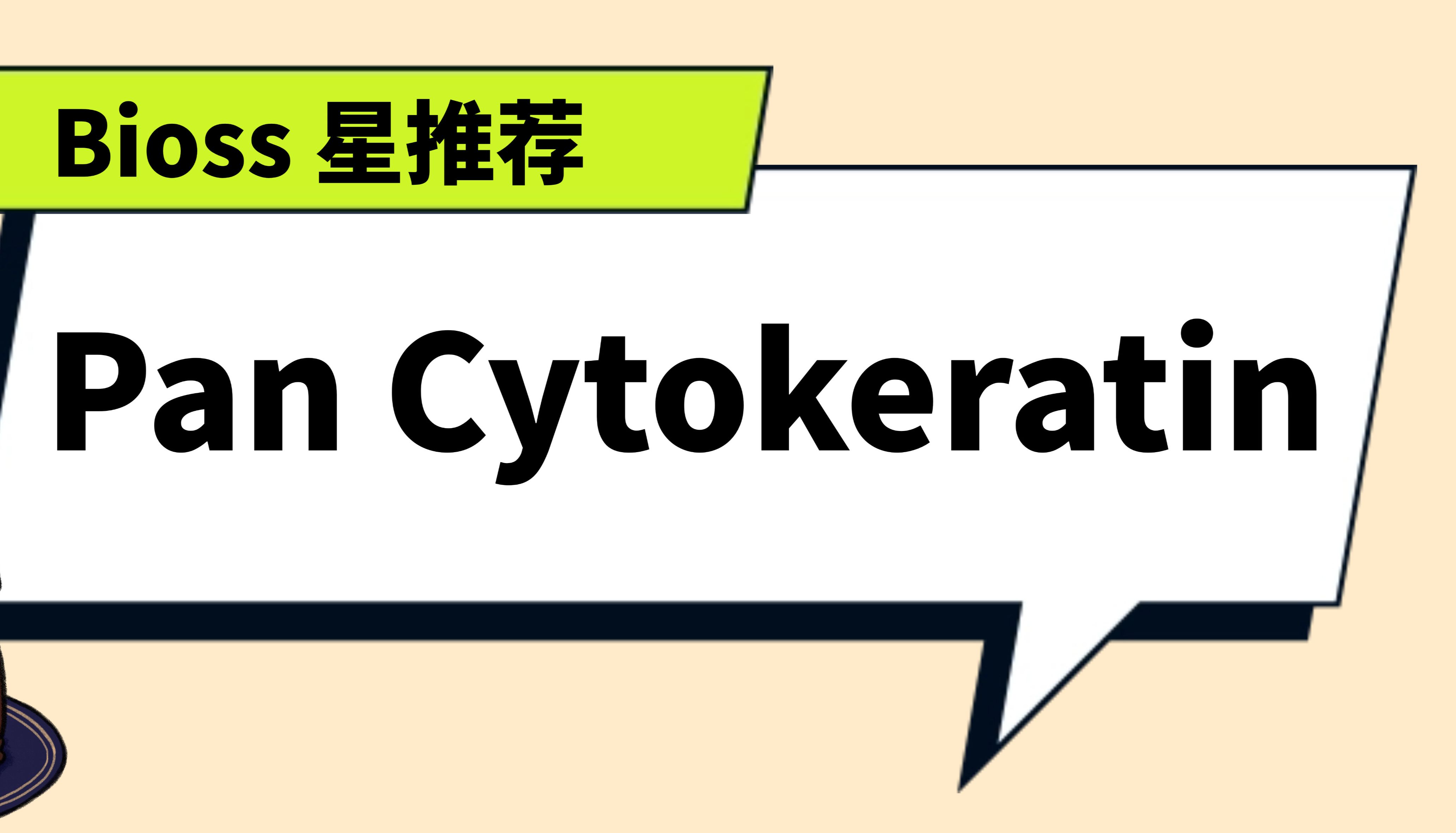 Bioss 星推荐 | Pan Cytokeratin 抗体