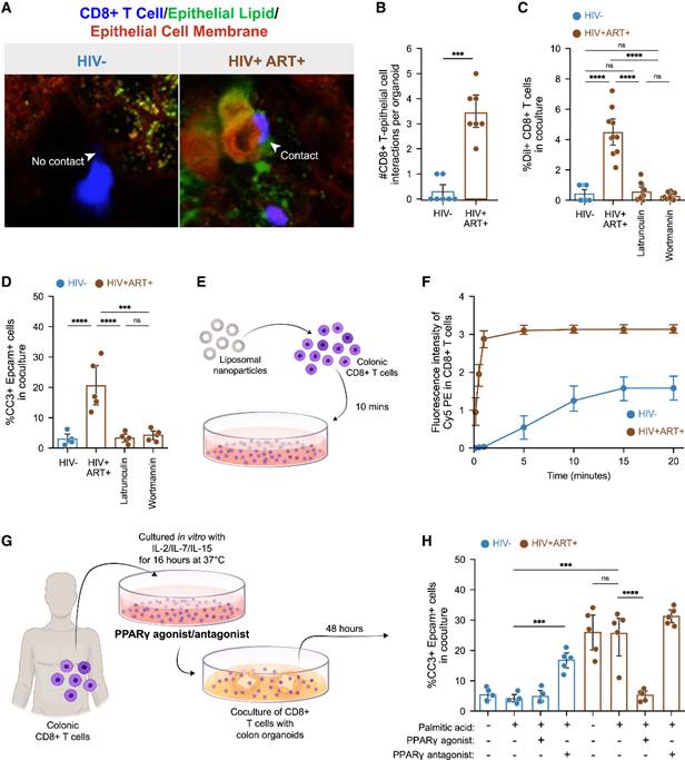 Cell | Tissue Cytometry 技术捕捉 HIV 肠道细胞互作,见证 CD8+T 细胞免疫代谢缺陷如何破坏肠屏障