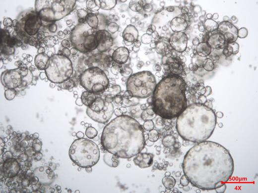 类器官研究完整解决方案，全程护航