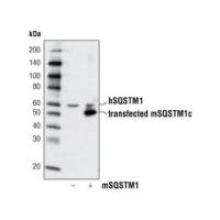 SQSTM1/p62 Antibody