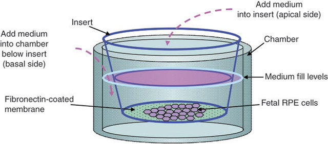 很多人细胞侵袭实验细胞不均，却没怀疑过铺胶时间控制的问题