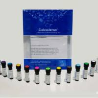 Elab Fluor® 647 标记抗人 CCL2 抗体[2H5]：精准靶向，助力免疫炎症研究突破！