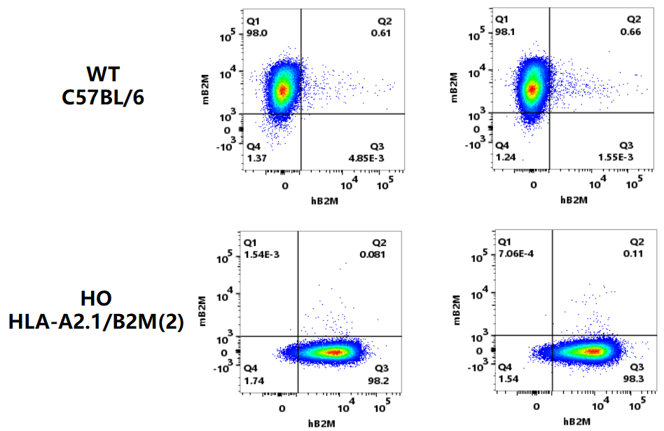 做肿瘤疫苗，离不开HLA人源化小鼠