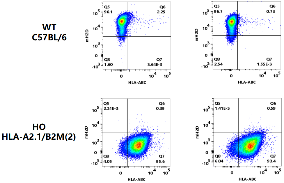 做肿瘤疫苗，离不开HLA人源化小鼠