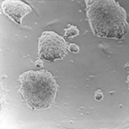 Sigma ESGRO®重组小鼠LIF蛋白(货号:ESG1106)