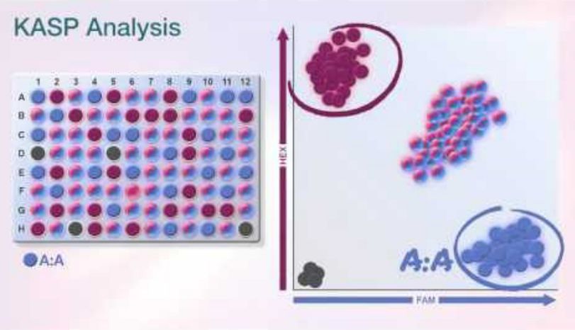 KASP-竞争性等位基因特异性PCR（Kompetitive Allele-Specific PCR）