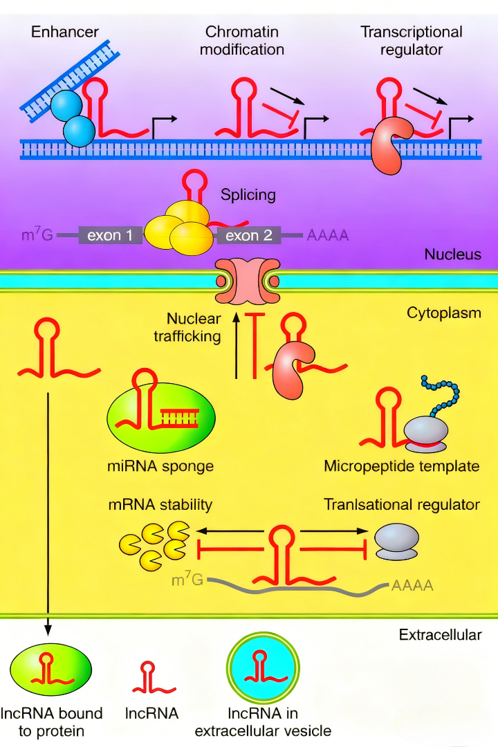 植物非编码RNA研究进展:从分子机制到生物学功能