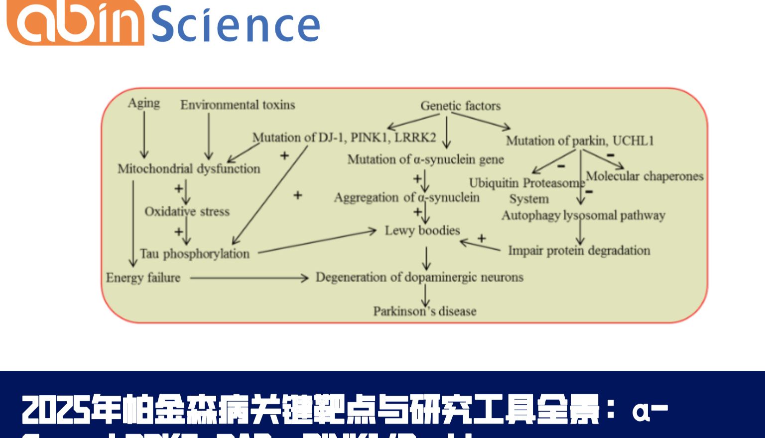2025年帕金森病关键靶点与研究工具全景：α-Syn、LRRK2-RAB、PINK1/Parkin