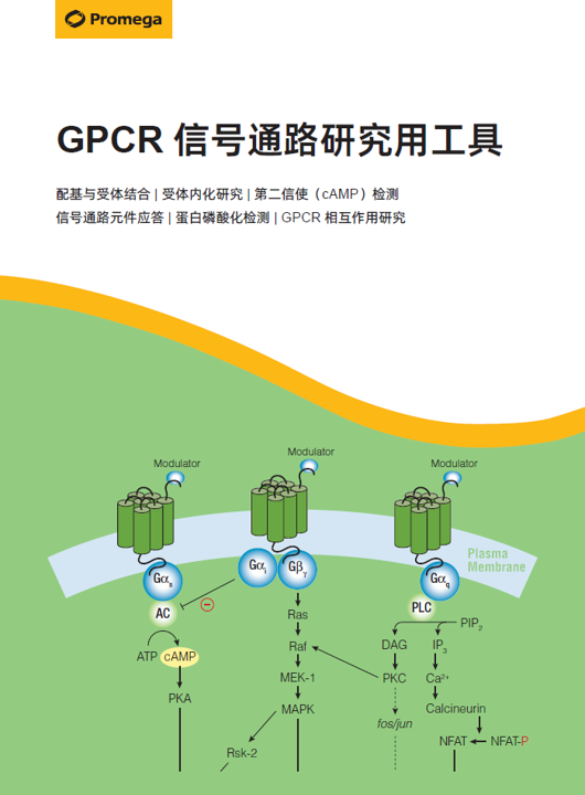 GPCR 信号通路研究用工具
