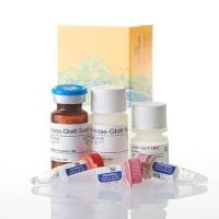 cAMP-Glo™ Max Assay