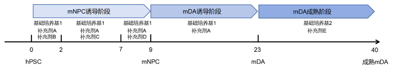 hPSC诱导分化多巴胺神经元攻略