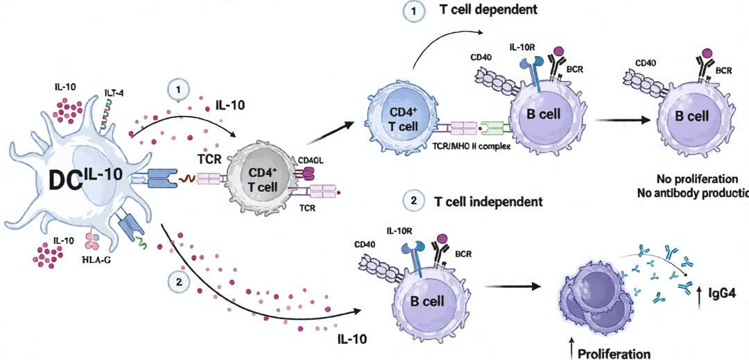 IL-10家族细胞因子在自身免疫性疾病治疗中的研究进展