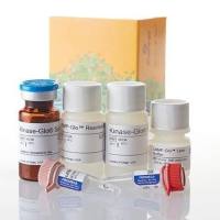 GloSensor™ cAMP检测系统