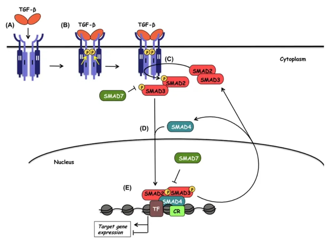 TGF-β/Smad通路：细胞信号调控的核心网络与疾病关联机制