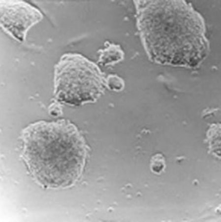 Sigma(货号:ESG1106)ESGRO®重组小鼠LIF蛋白