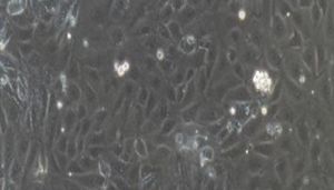 大鼠原代肾动脉内皮细胞