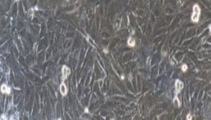 大鼠原代大隐静脉内皮细胞