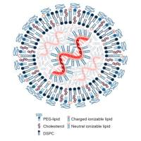 具备靶向性与荧光示踪功能的RGD修饰脂质体，用于递送TNF-α实现肿瘤诊疗协同
