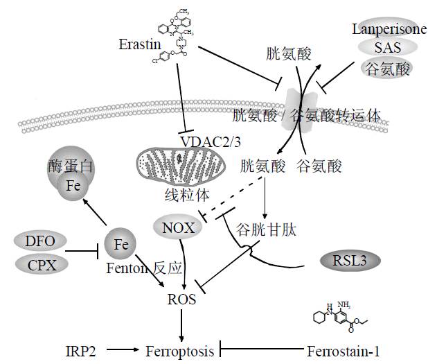 铁死亡研究入门必看！这些核心基础知识你掌握了吗？