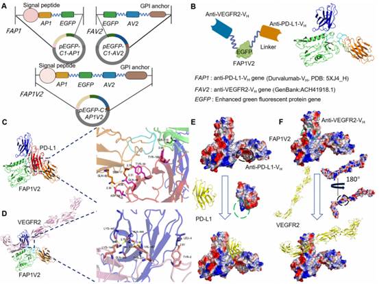 IF27.7丨肿瘤治疗的新希望——双特异性纳米抗体FAP1V2