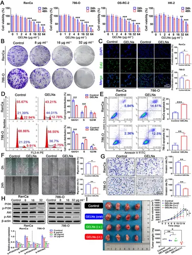 细胞功能实验 细胞功能实验