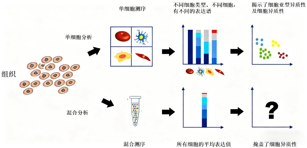 单细胞测序技术：开启生命微观世界的新维度