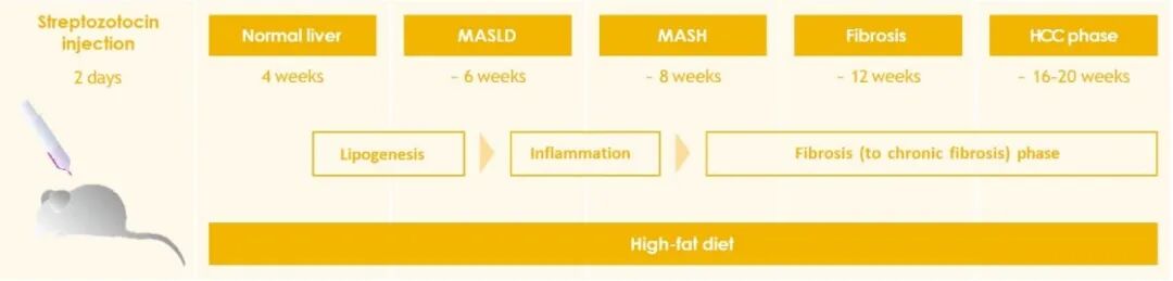 应用gentleMACS™灌流技术从脂肪肝小鼠模型高效分离肝细胞与非实质细胞