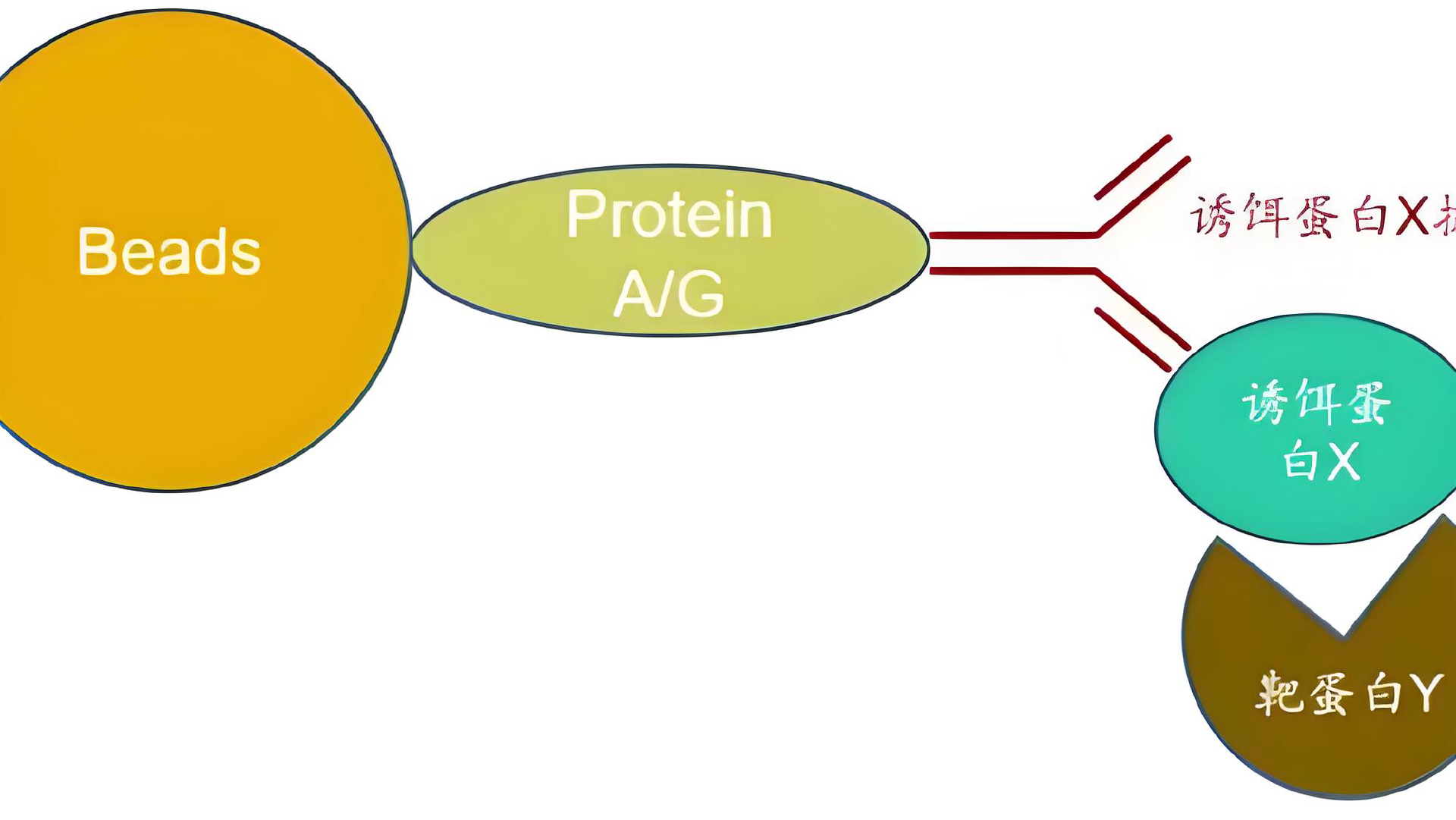 免疫共沉淀(Co-IP）与免疫沉淀(IP)有什么区别?看完这篇文，绝对不混乱了!