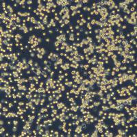 浙江美森-人红白细胞白血病细胞 HEL