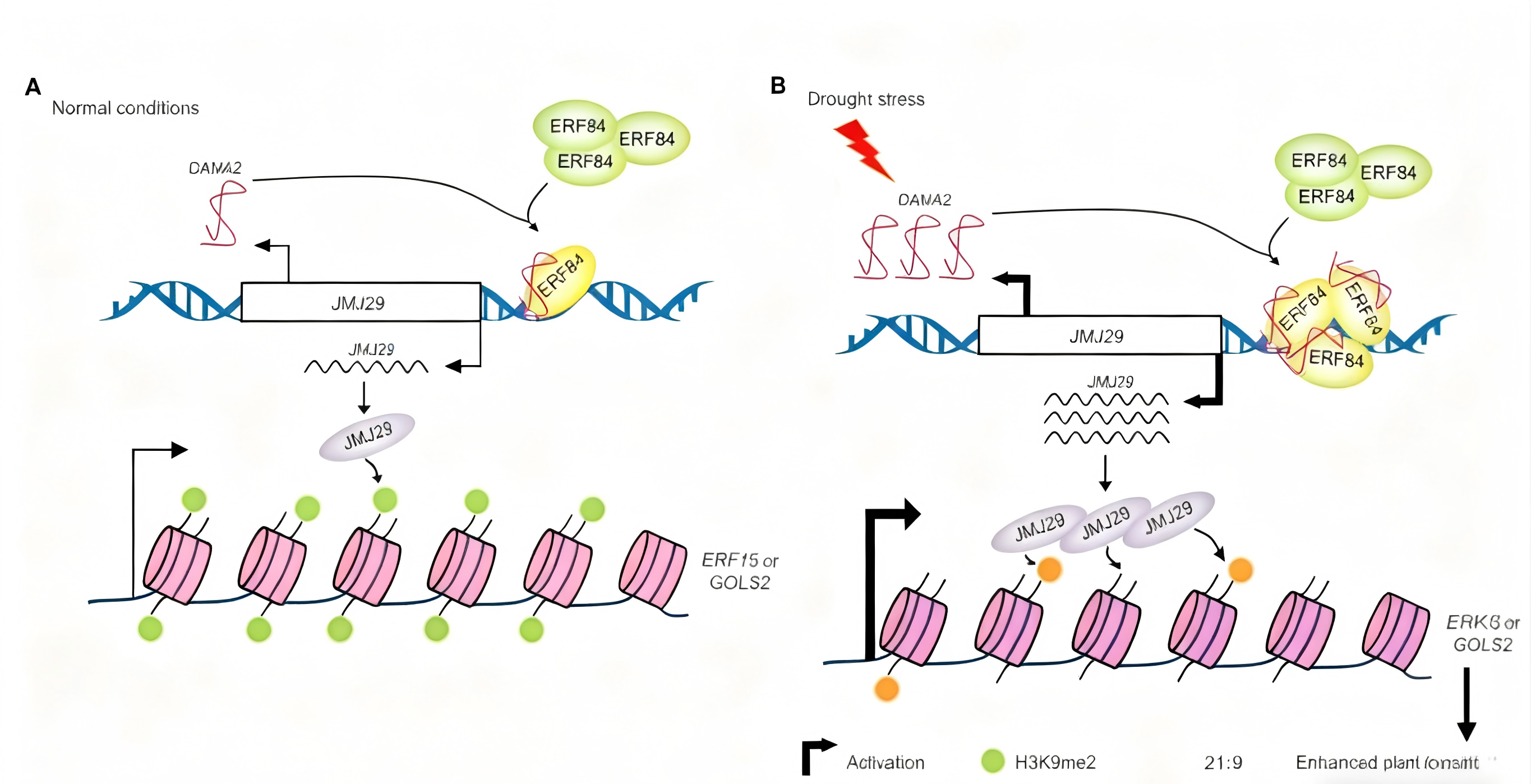 植物非编码RNA研究进展:从分子机制到生物学功能