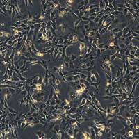 浙江美森-人脑小胶质细胞