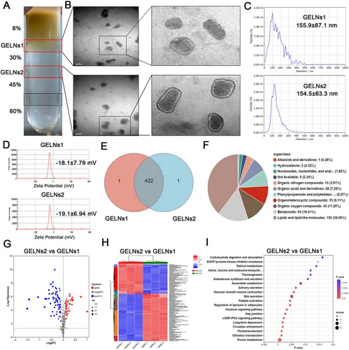 植物外泌体提取鉴定 植物外泌体提取鉴定