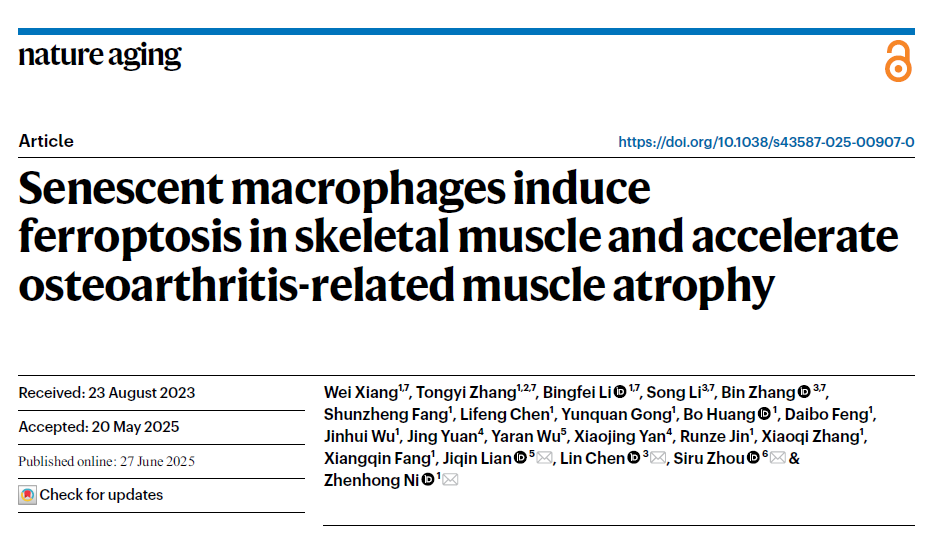 文献速递 —— Cytation C10 高内涵成像系统助力中国科学家破解骨关节炎肌肉萎缩之谜