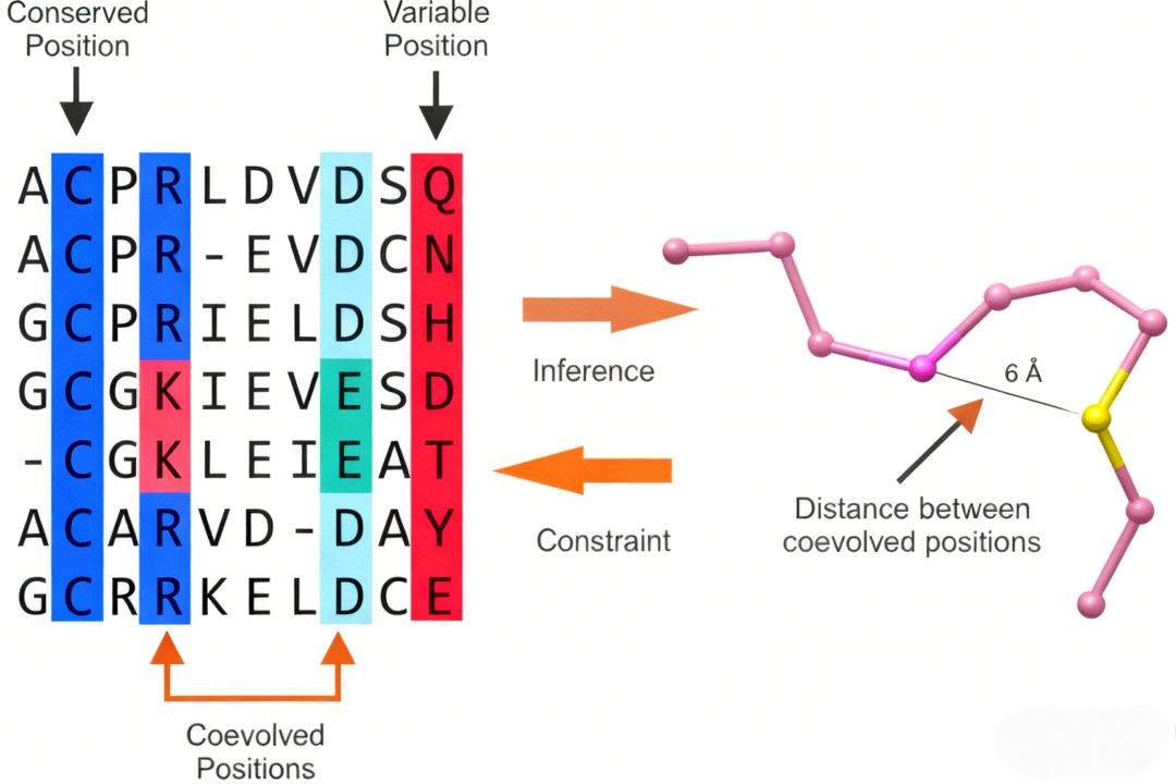 后AlphaFold时代：蛋白质结构预测的新挑战与发展方向