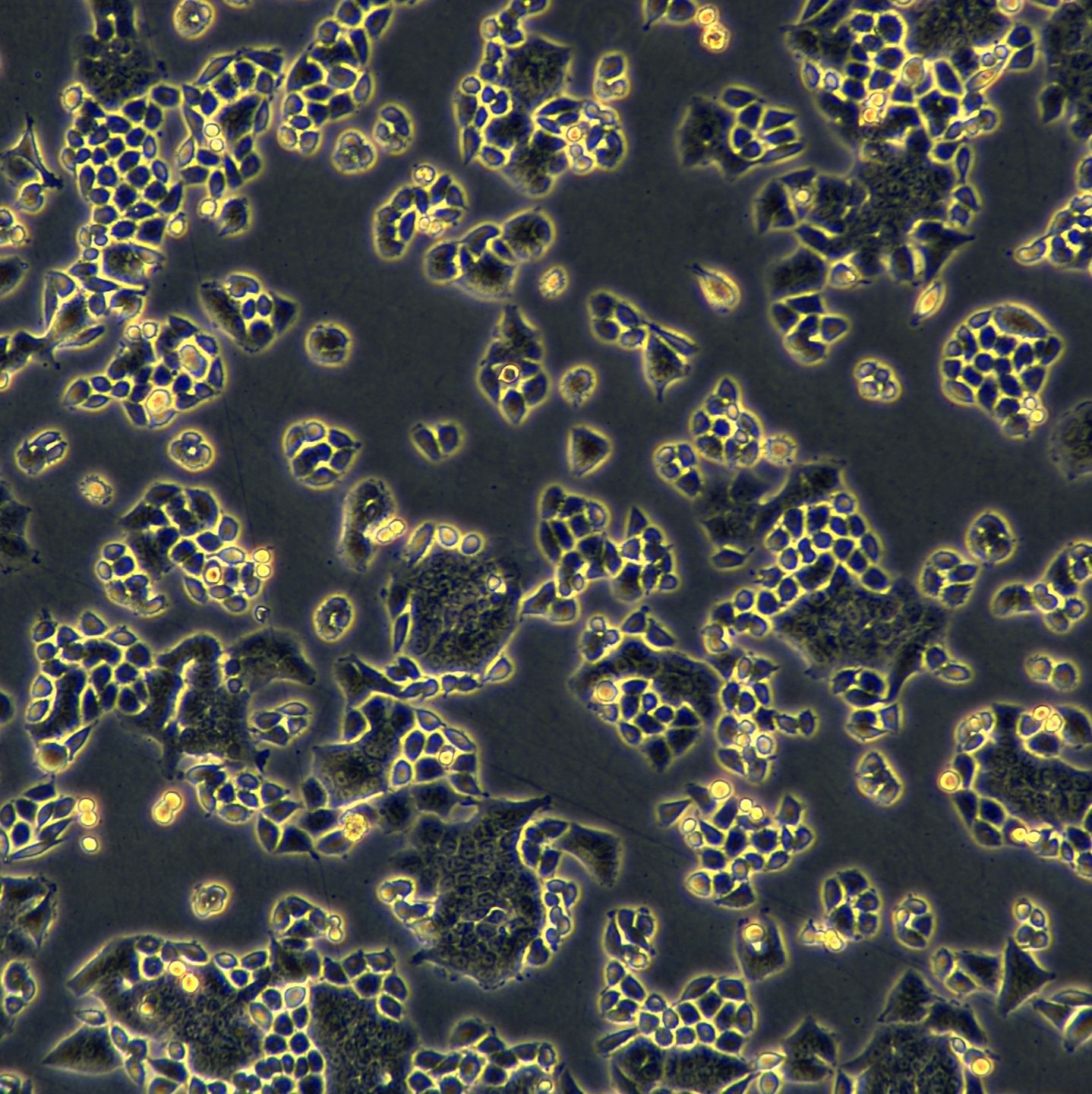 浙江美森-人结肠癌细胞 HCT-8