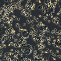 浙江美森-人结肠癌细胞 HCT-8