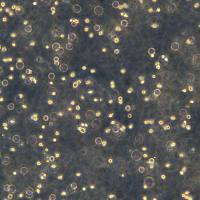 浙江美森-原始巨核细胞白血病细胞CMK