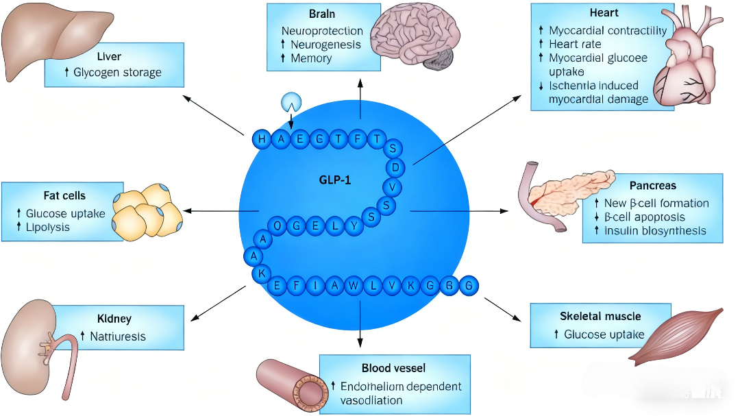 GLP-1/GCG受体双重激动剂如何重塑代谢性疾病治疗范式？